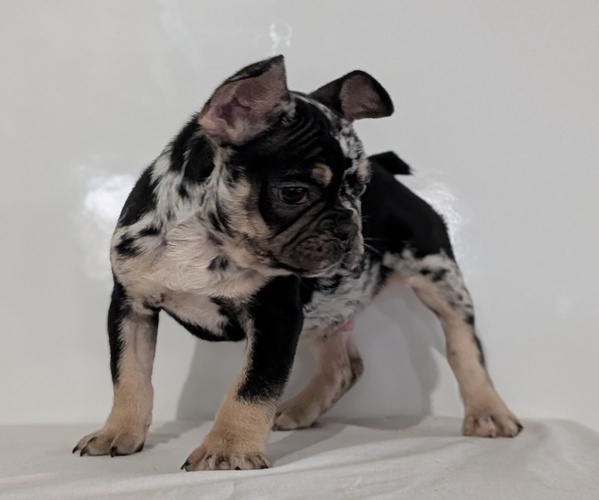 Medium Photo #8 French Bulldog Puppy For Sale in GOSHEN, IN, USA