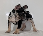 Small #7 French Bulldog