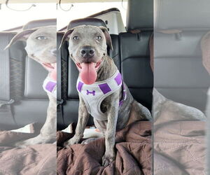 Sydney - F - Female American Pit Bull Terrier-German Shepherd Dog Mix Dog for Adoption - Photo #9