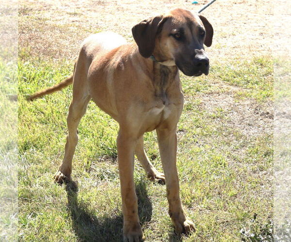 Medium Photo #6 Great Dane-Unknown Mix Puppy For Sale in Bandera, TX, USA