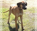 Small #5 Great Dane Mix