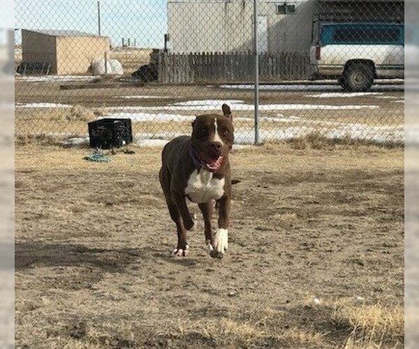 Medium Photo #3 American Pit Bull Terrier-Chocolate Labrador retriever Mix Puppy For Sale in Yoder, CO, USA