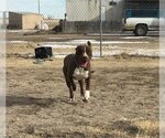 Small #2 American Pit Bull Terrier-Chocolate Labrador retriever Mix