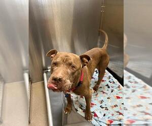 American Pit Bull Terrier Dogs for adoption in Denver, CO, USA