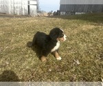 Small #9 Bernese Mountain Dog