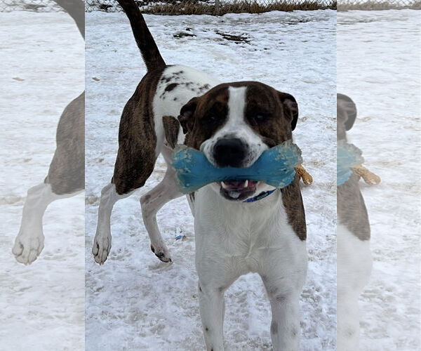 Medium Photo #6 Mutt Puppy For Sale in Webster, WI, USA