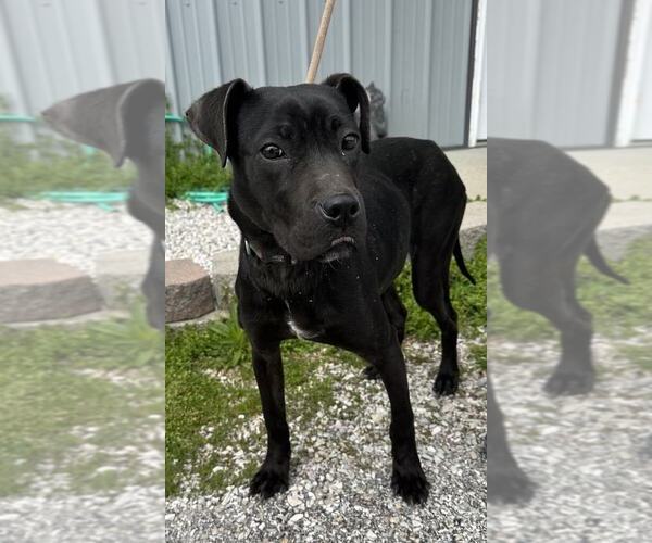 Medium Photo #4 Labrador Retriever-Unknown Mix Puppy For Sale in Evansville, IN, USA