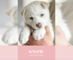 Puppy Snow Siberian Husky