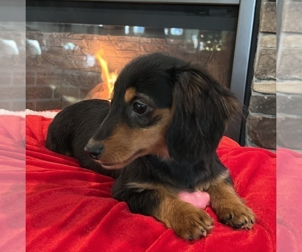 Medium Photo #10 Dachshund Puppy For Sale in NOBLESVILLE, IN, USA