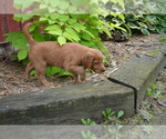 Small #1 Golden Retriever