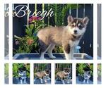 Small Photo #1 Pomsky Puppy For Sale in NILES, OH, USA