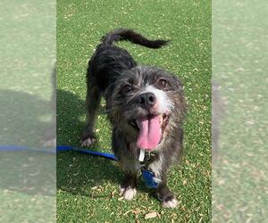 Mutt Dogs for adoption in Fruit Heights, UT, USA