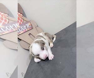 Medium Border-Aussie