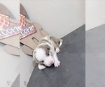 Puppy 4 Border-Aussie