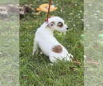 Small #3 Mutt