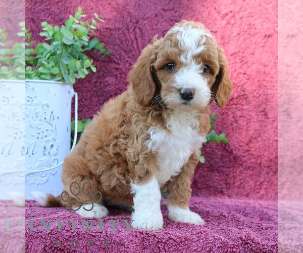 Medium Photo #5 Goldendoodle (Miniature) Puppy For Sale in EPHRATA, PA, USA