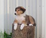 Small #3 Collie
