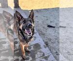 Small #1 German Shepherd Dog Mix