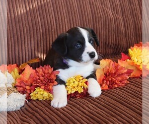Cardigan Welsh Corgi Puppy for sale in LIVERMORE, CO, USA