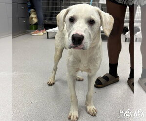 Labrador Retriever-Retriever  Mix Dogs for adoption in Washington, DC, USA