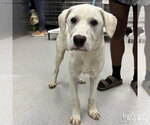 Small Labrador Retriever-Retriever  Mix