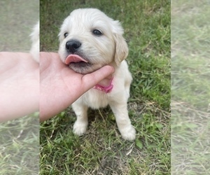 Golden Retriever Puppy for sale in FORNEY, TX, USA