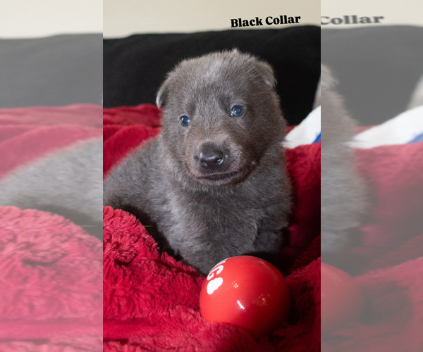 Medium Photo #2 German Shepherd Dog Puppy For Sale in RUCKERSVILLE, VA, USA