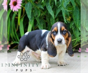 Basset Hound Puppy for sale in MANHEIM, PA, USA