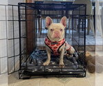 Small #4 French Bulldog