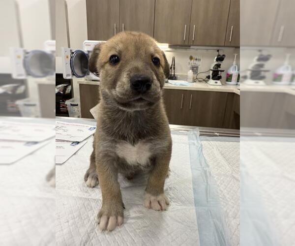 Medium Photo #1 Huskies -Unknown Mix Puppy For Sale in Baytown, TX, USA