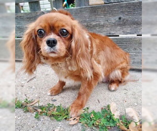 Medium Photo #3 Cavalier King Charles Spaniel Puppy For Sale in Lincolnwood, IL, USA