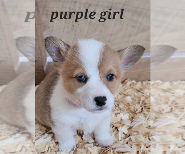 Medium Photo #3 Pembroke Welsh Corgi Puppy For Sale in MARCELINE, MO, USA