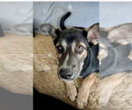 Small #3 Mutt