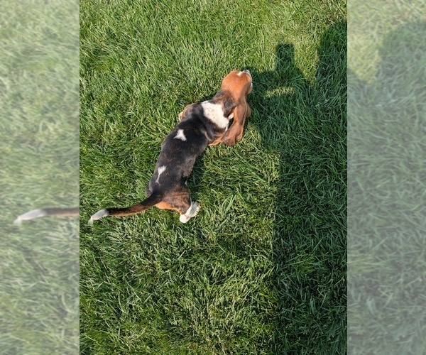 Medium Photo #3 Basset Hound Puppy For Sale in JEROME, ID, USA