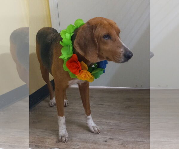 Medium Photo #12 Mutt Puppy For Sale in Murfreesboro, NC, USA