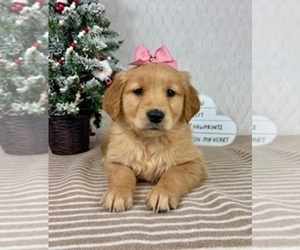 Golden Retriever Puppy for sale in GREENFIELD, IN, USA