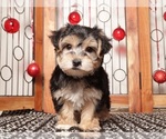 Small Photo #8 Yo-Chon Puppy For Sale in NAPLES, FL, USA