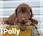 Small Photo #3 Labrador Retriever Puppy For Sale in SEDALIA, MO, USA