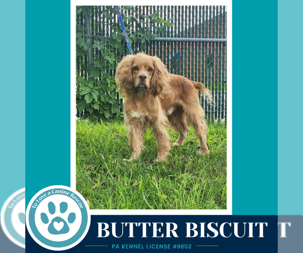 Medium Photo #1 Cocker Spaniel Puppy For Sale in Kimberton, PA, USA