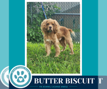 Small Cocker Spaniel