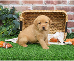 Small #13 Labrador Retriever
