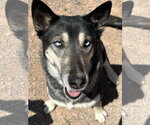 Shadow - Female Gerberian Shepsky Dog for Adoption - Small photo