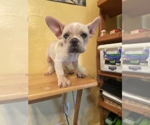 French Bulldog Puppy for sale in CLEVELAND, NC, USA