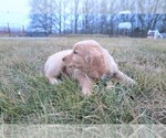 Small Photo #6 Golden Retriever Puppy For Sale in CALIFORNIA, MO, USA