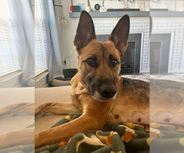 Medium Photo #8 German Shepherd Dog Puppy For Sale in garner, NC, USA