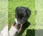Small Photo #3 Australian Shepherd Puppy For Sale in BURLINGTON, NC, USA