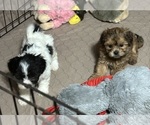 Small #4 Shih-Poo