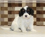 Small #2 Cavapoo
