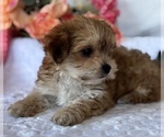 Small #8 Morkie