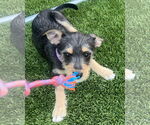 Small #5 Mutt